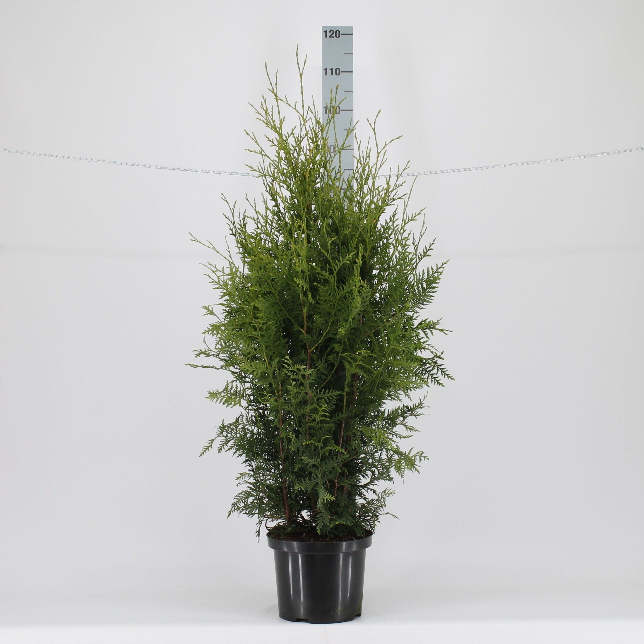 Thujor Brabant - 100-120 cm